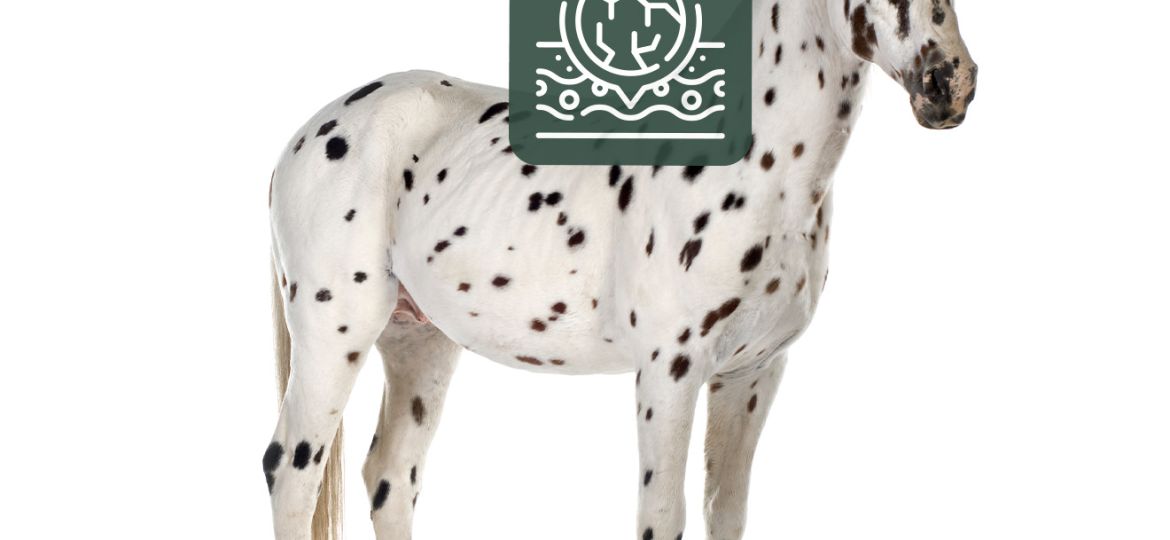 Equimins_egeszseges_borert