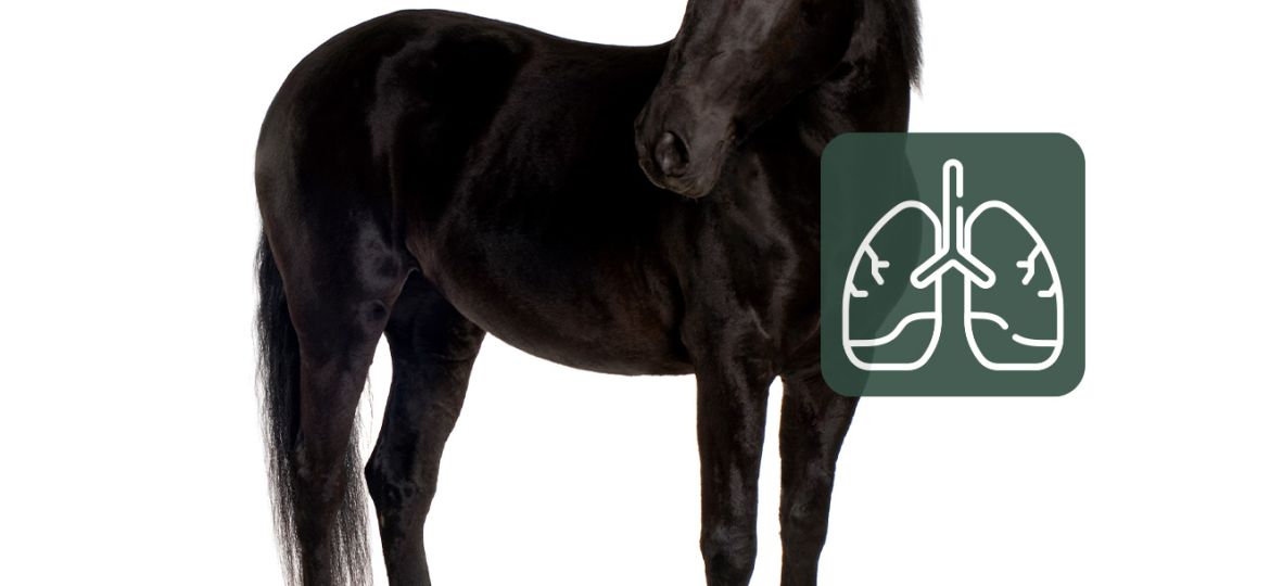 Equimins_eleteros_legzorendszerert