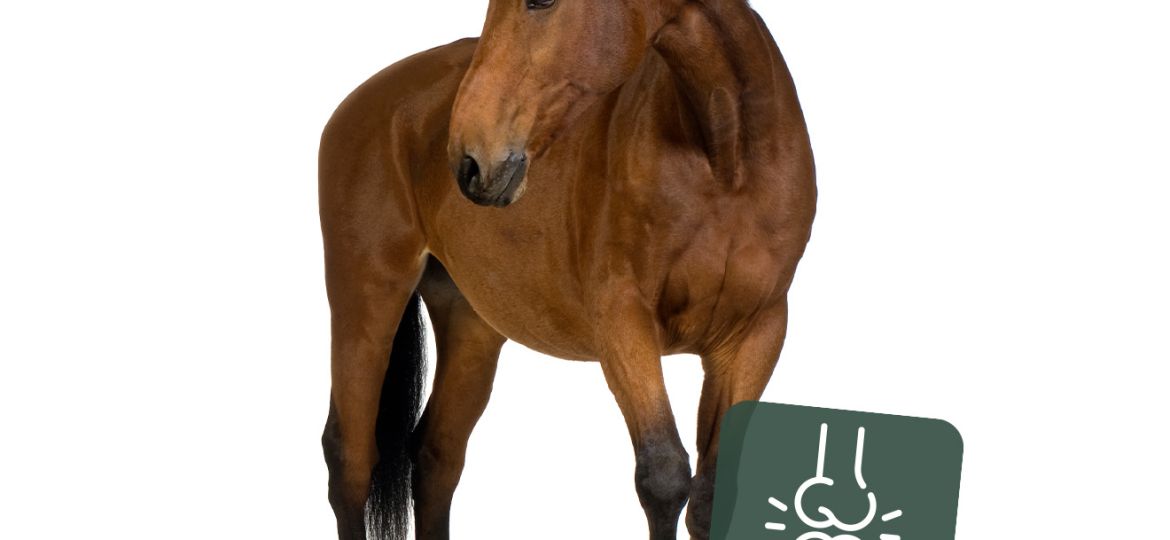 Equimins_fiatalos_izuletekert