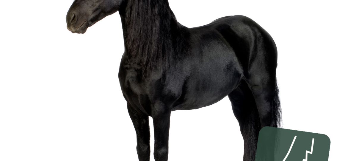 Equimins_gyonyoru_patakert
