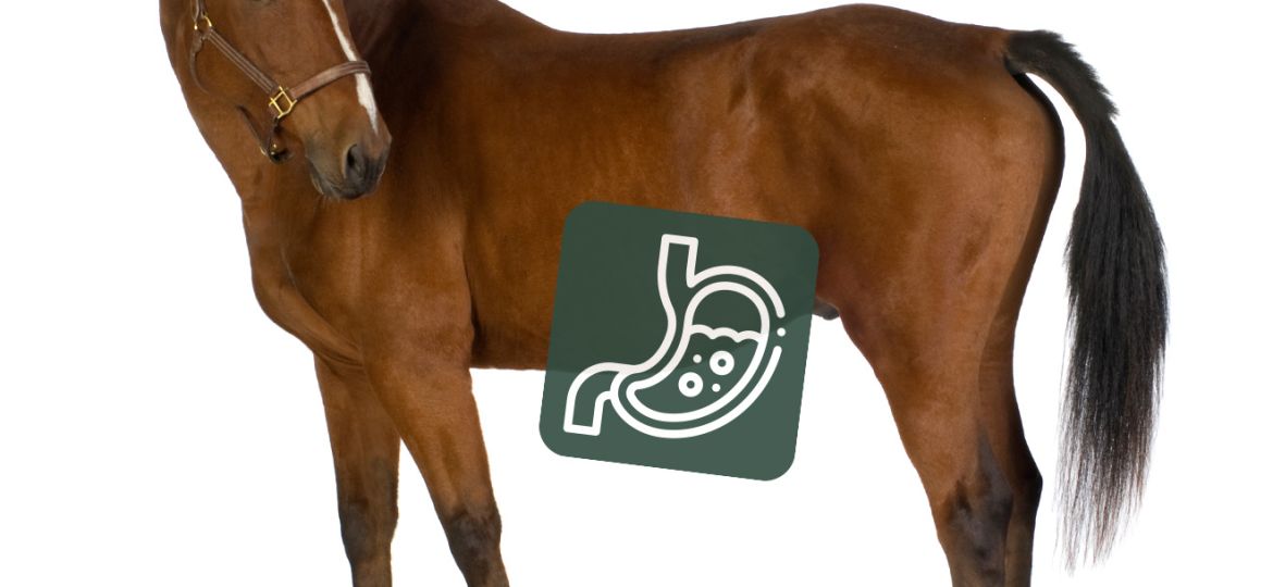 Equimins_jol_mukodo_emesztorendszerert