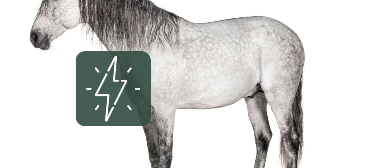 Equimins_teljesitmenyfokozasert