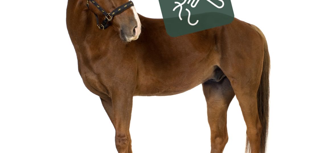 equimins_csilliogo_szorert